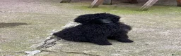 Standard Poodle dogs for sale: Margot in Harrogate - Advert 2