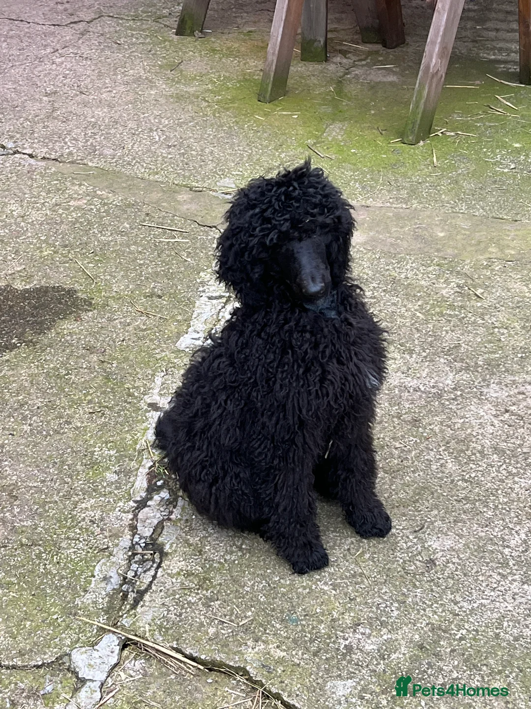 Standard Poodle dogs for sale: Margot in Harrogate - Advert 2