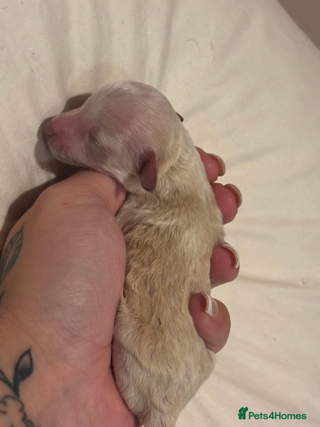 Miniature Poodle dogs for sale: Miniature poodles for sale  - Advert 5