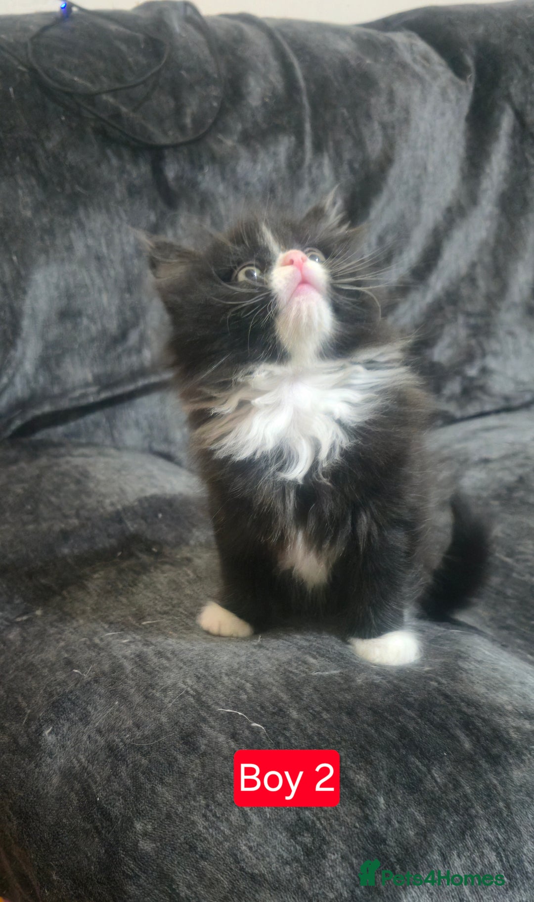 Mixed Breed cats for sale: Lovely Persian mixed kittens for sale - Advert 8