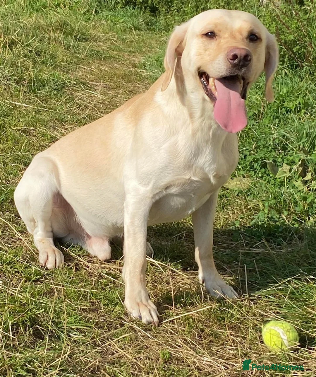 Labrador Retriever dogs for stud: 1 Black, 1 Yellow KC Registered Labradors at Stud - Advert 4