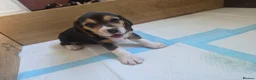 Beagle dogs for sale: Beautiful Beagle Puppies Looking For A Loving Home - Advert 18