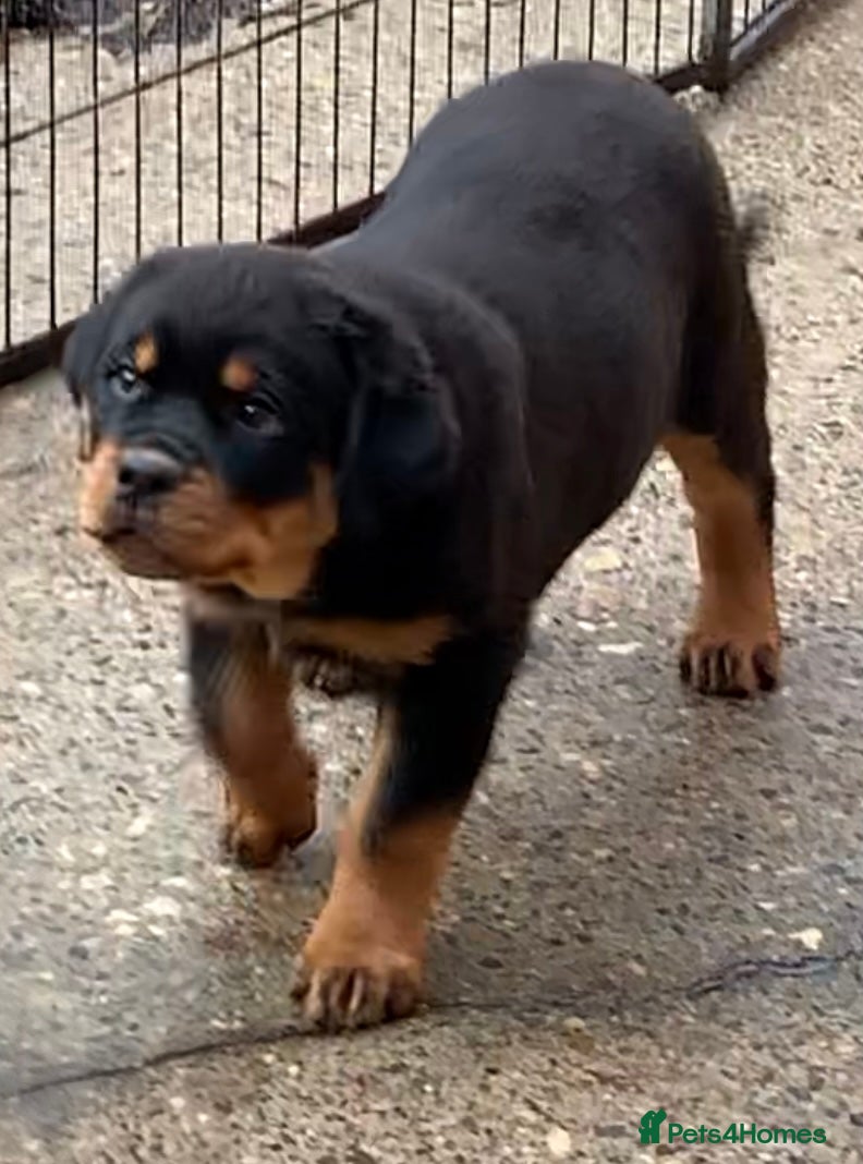 Rottweiler dogs Proper big old fashioned Rottie  pups ready now  - Advert 3