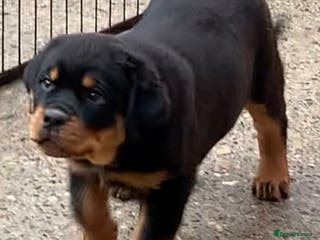 Rottweiler dogs Proper big old fashioned Rottie pups ready now - Advert 3