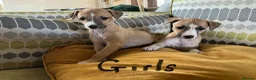 Mixed Breed dogs for sale: Whippet X Italian greyhound puppies 75%:25% in Market Drayton - Advert 8