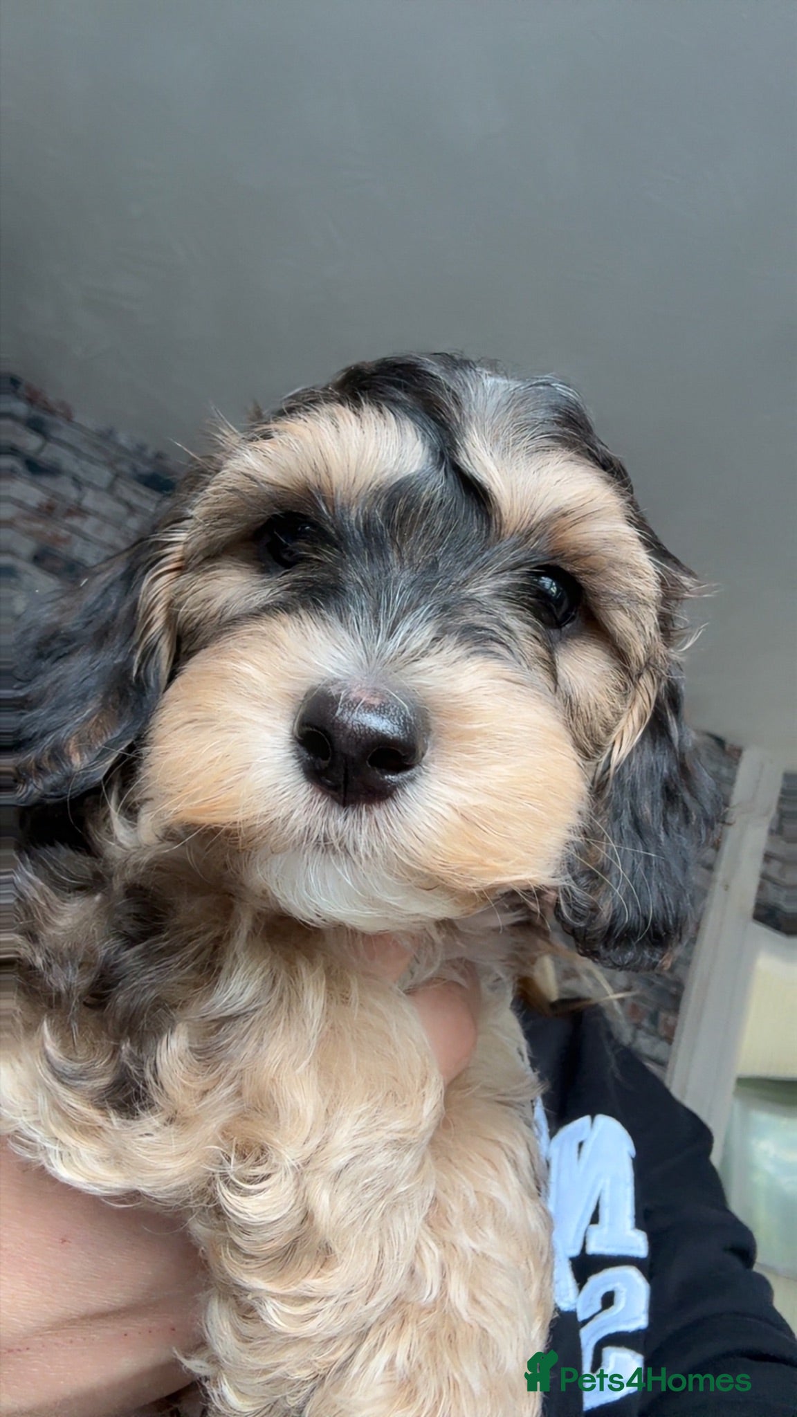 Mixed Breed dogs Toy Cockapoos, Cockerpoos Toy poodle Hybrid mix - Advert 5