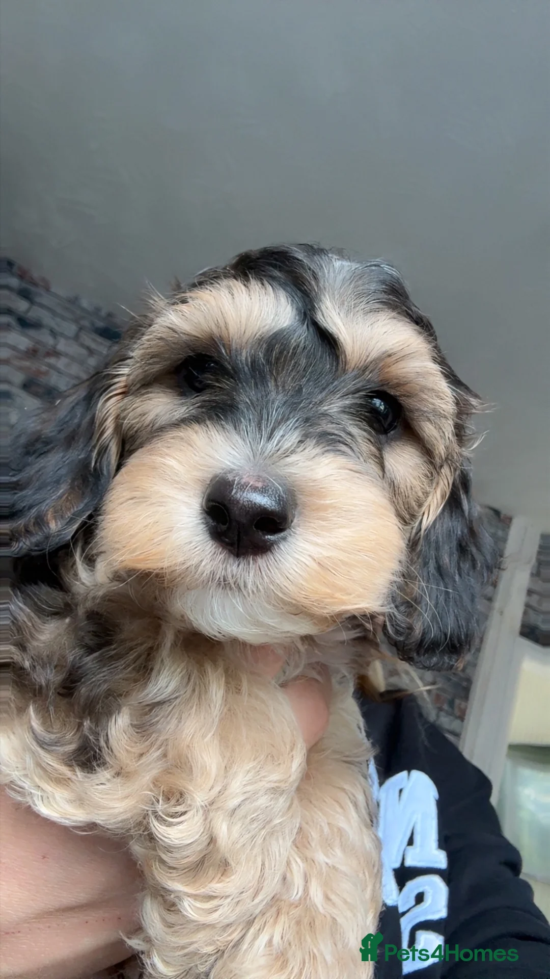Mixed Breed dogs for sale: Toy Cockapoos, Cockerpoos Toy poodle Hybrid mix - Advert 2