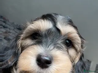 Mixed Breed dogs Toy Cockapoos, Cockerpoos Toy poodle Hybrid mix - Advert 5
