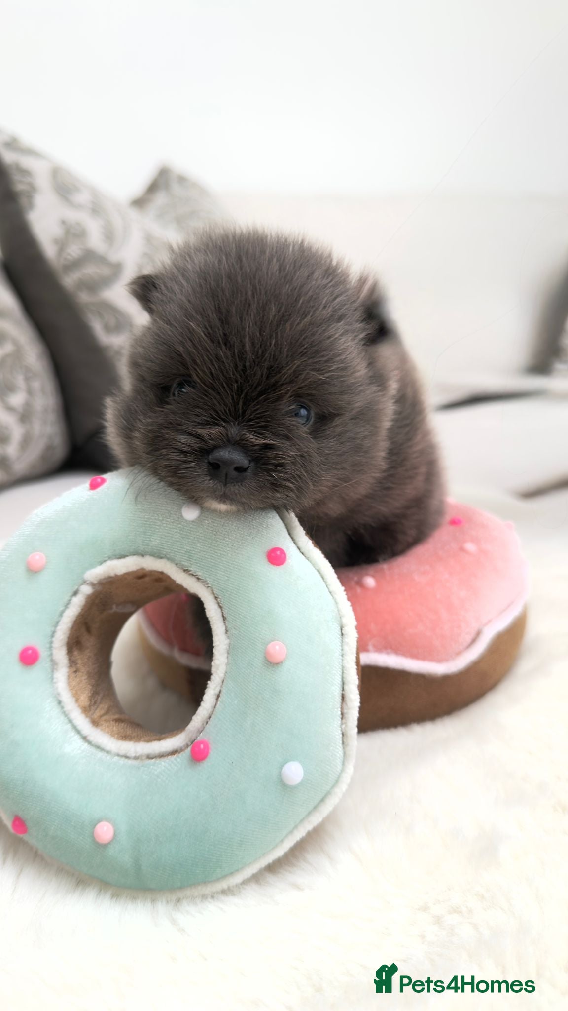 Pomeranian dogs Beautiful and rare mini Pomeranian puppies   - Advert 1