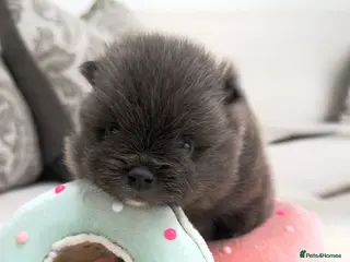 Pomeranian dogs Beautiful and rare mini Pomeranian puppies - Advert 1