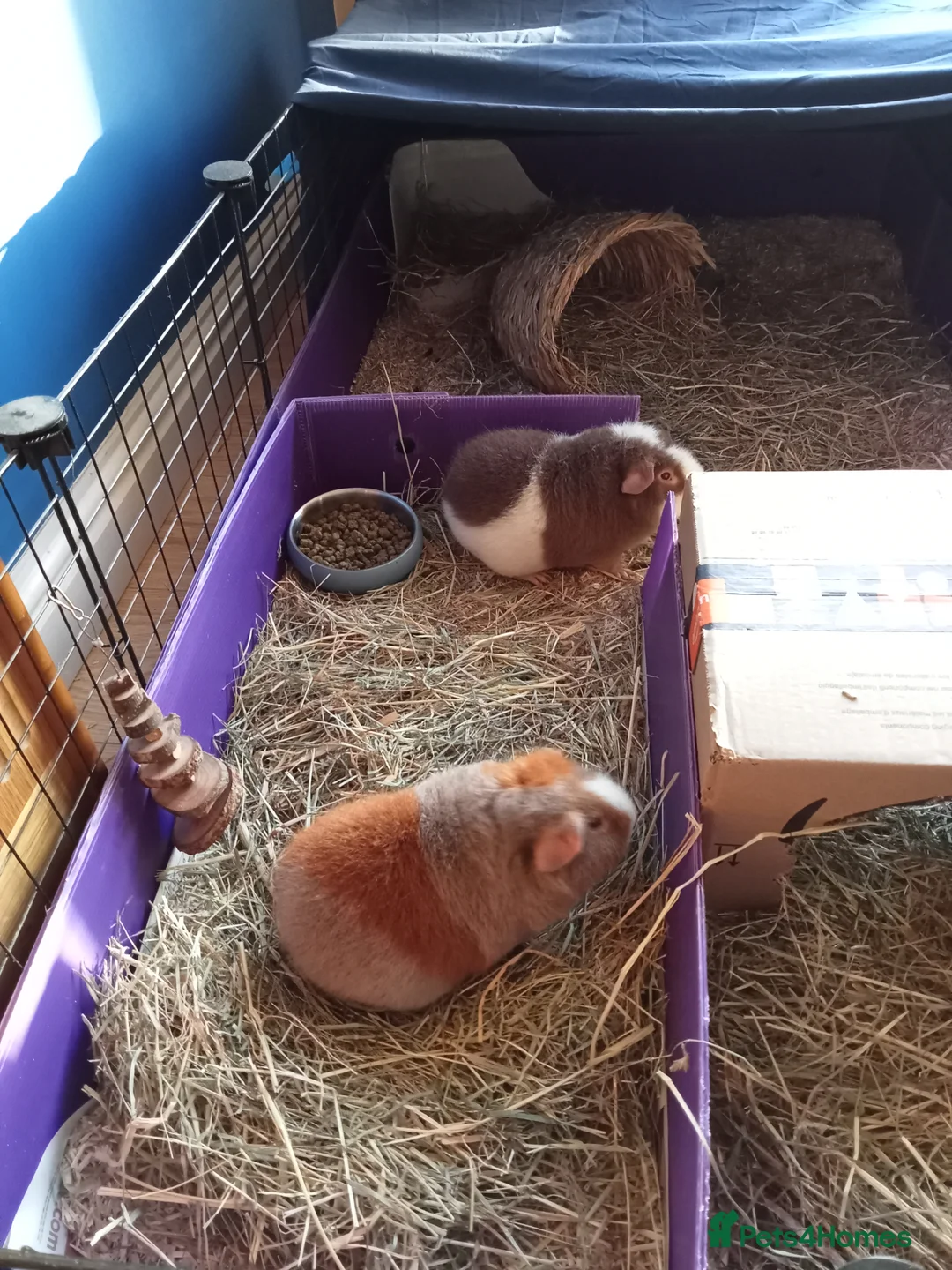 Guinea Pig rodents for sale: 2 X teddy bear guinea pigs Fudge & Toffee - Advert 3