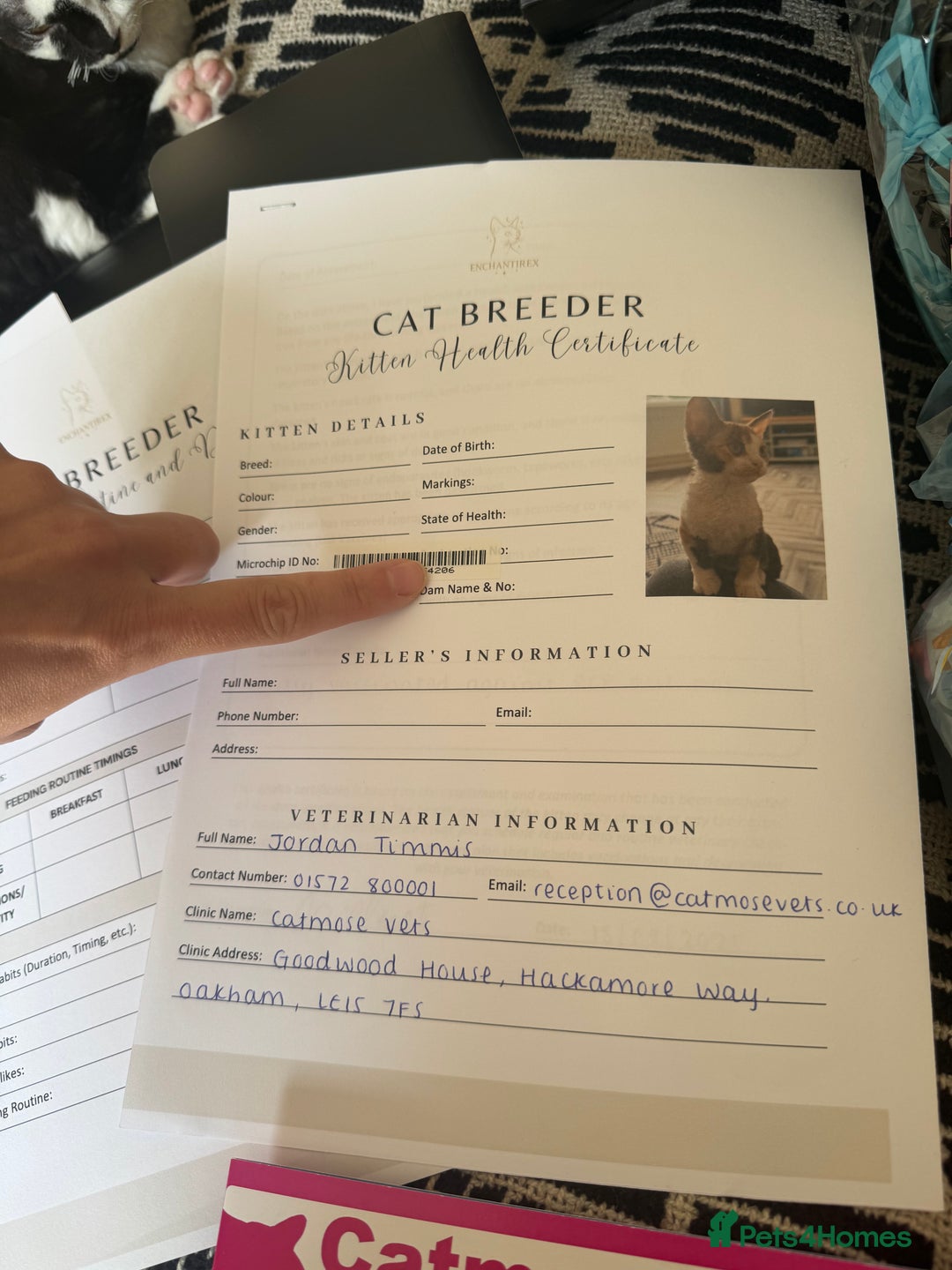 Devon Rex cats for sale: 1 girl left Devon Rex Kittens – Exceptional Type  in Stamford - Image 17