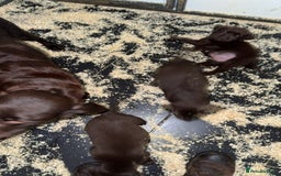 Labrador Retriever dogs for sale: Adorable chunky chocolate Labrador puppies  - Image 7