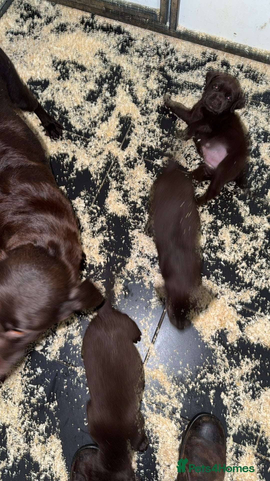 Labrador Retriever dogs for sale: Adorable chunky chocolate Labrador puppies  - Image 7