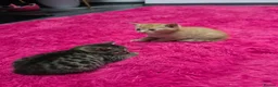 Mixed Breed cats for sale: Beautifull kittens ready to go  - Advert 27
