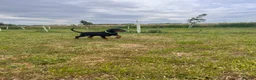 Dobermann dogs for sale: health tested Kc Reg dobermann puppies - Advert 11