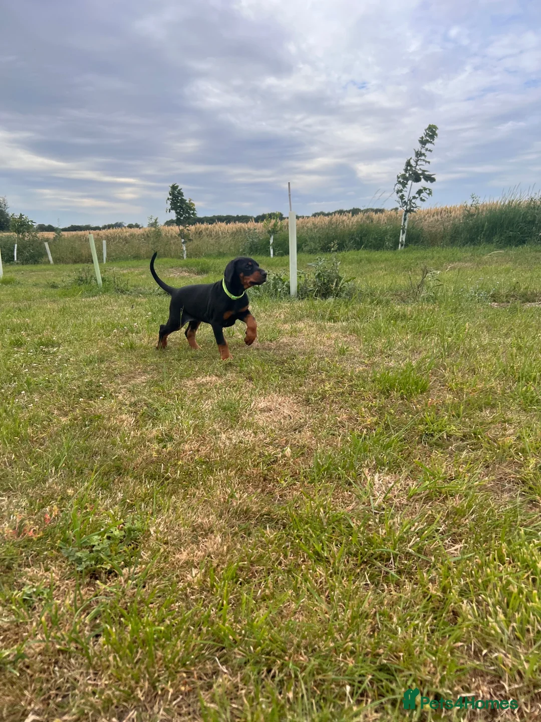 Dobermann dogs for sale: health tested Kc Reg dobermann puppies - Advert 11