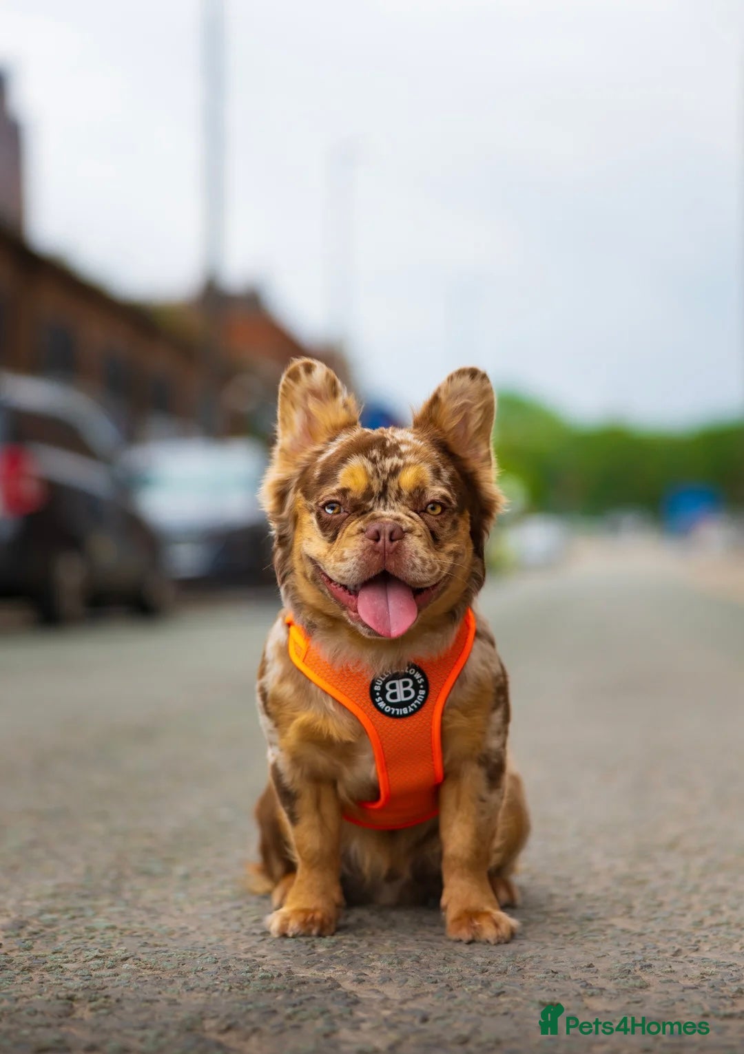 French Bulldog dogs Gorgeous Merle Male - Advert 2