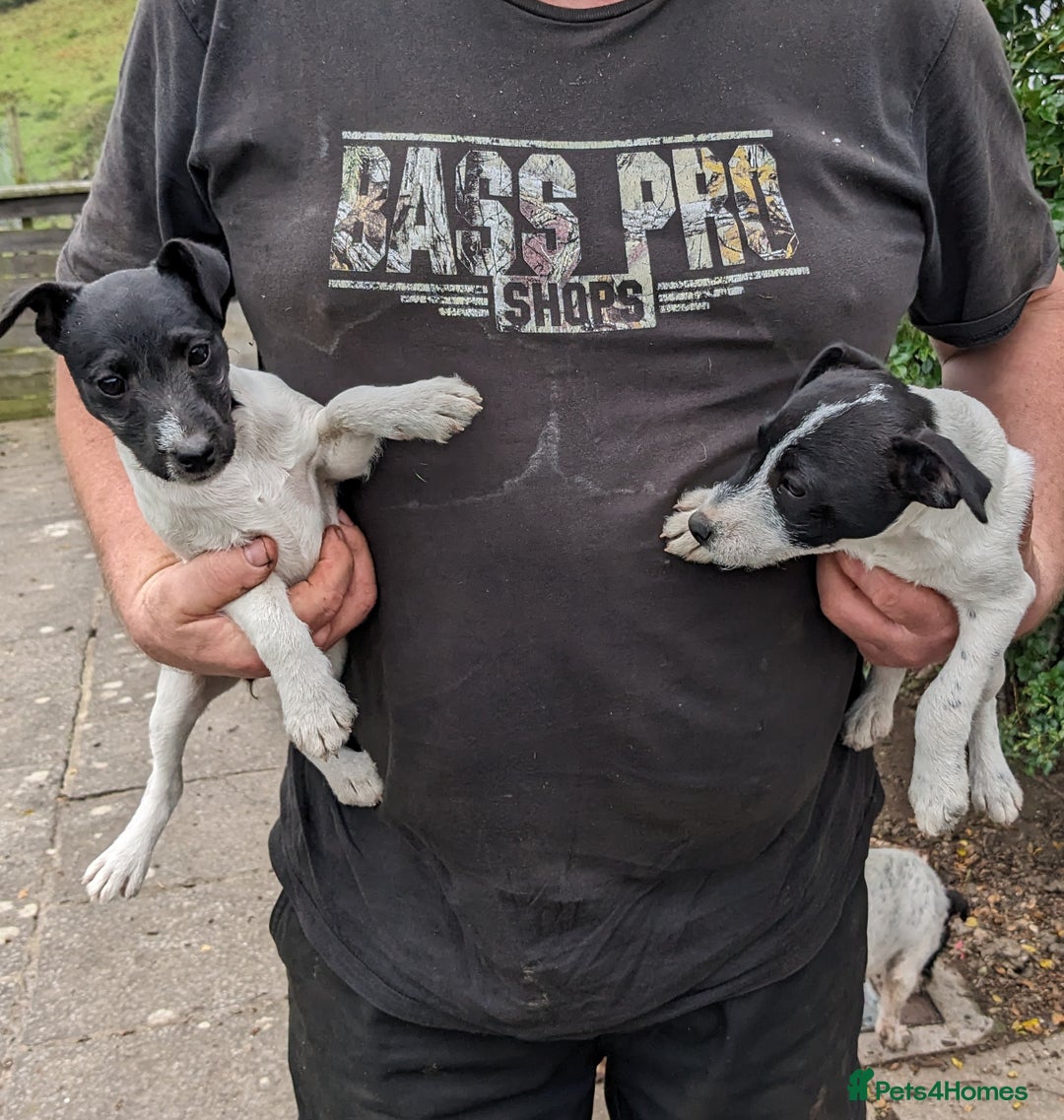Jack Russell dogs for sale: Jack Russell pups  - Image 2
