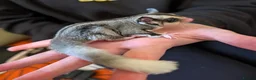 Sugar Glider rodents for sale: Two Sugar Glider babies with lineage - Advert 1