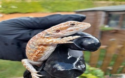 Bearded Dragon reptiles for sale: Two beautiful bearded dragons available  - Image 3