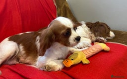 Cavalier King Charles Spaniel dogs for sale: Gorgeous Cavalier King Charles Spaniel puppies - Advert 31