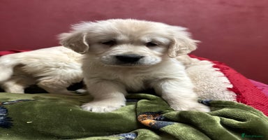 Golden Retriever dogs - Advert 1