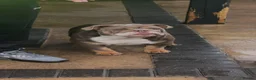 English Bulldog dogs for sale: English Bulldogs X2  - Advert 6