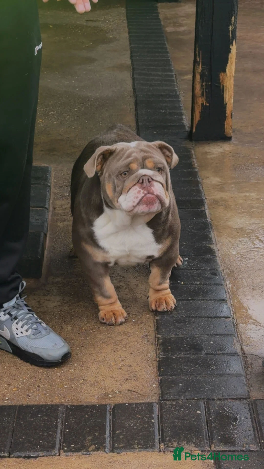 English Bulldog dogs for sale: English Bulldogs X2  - Advert 6