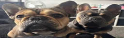 French Bulldog dogs for sale: Beautiful French Bulldog Puppies – 6 Healthy Pups - Advert 24