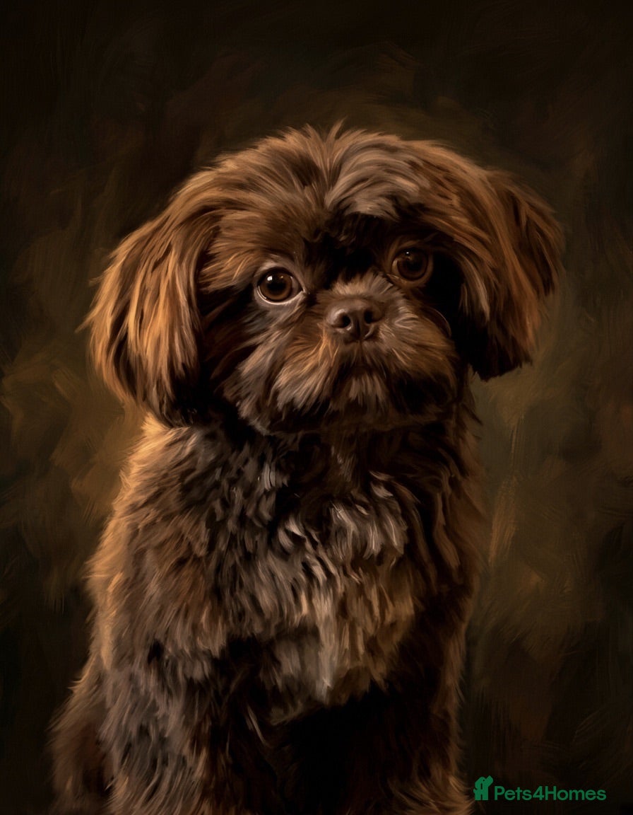 Shih Tzu dogs Imperial Full KC Reg litter of 4 male pups - Advert 1