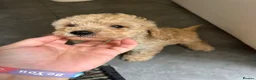 Cockapoo dogs for sale: Cockapoo puppy’s f1b  - Advert 7