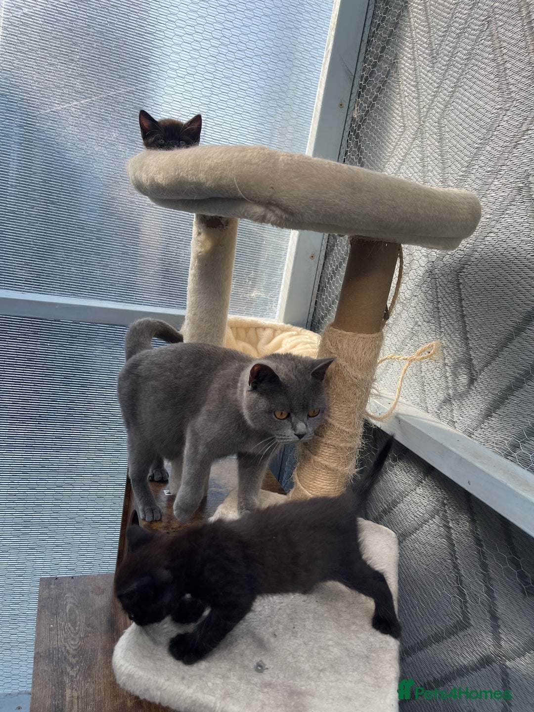 Mixed Breed cats for sale: Half british shorthair kitten - Image 11
