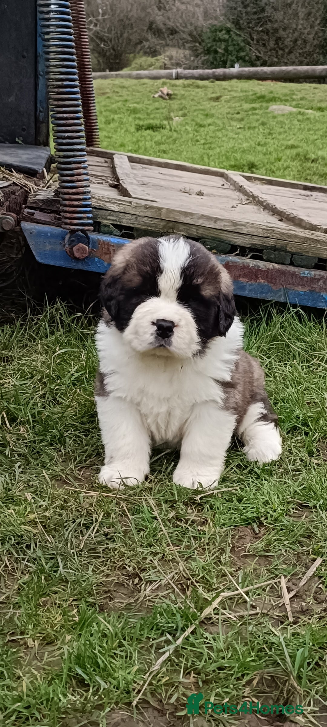 Saint Bernard dogs Exceptional litter of fabulous quality Saints  - Advert 3