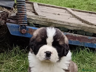 Saint Bernard dogs Exceptional litter of fabulous quality Saints - Advert 3