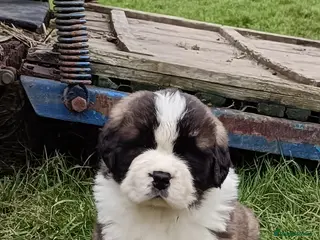 Saint Bernard dogs Exceptional litter of fabulous quality Saints - Advert 13