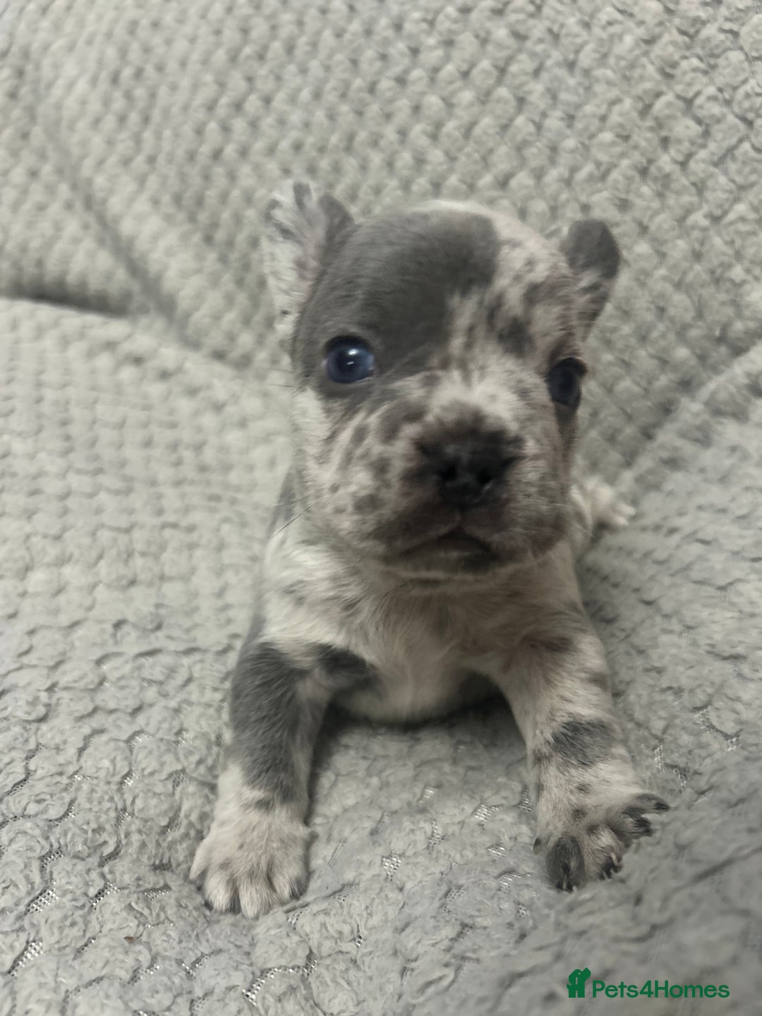 French Bulldog dogs for sale: French bulldogs pedigree - Advert 22