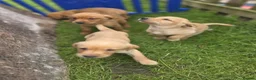 Labrador Retriever dogs for sale: Fox red Labrador puppys kc registered  - Advert 5