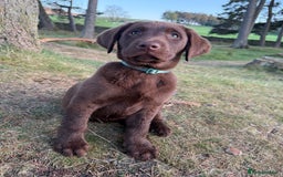 Labrador Retriever dogs for sale: Chocolate Lab 5 month Female - Image 2