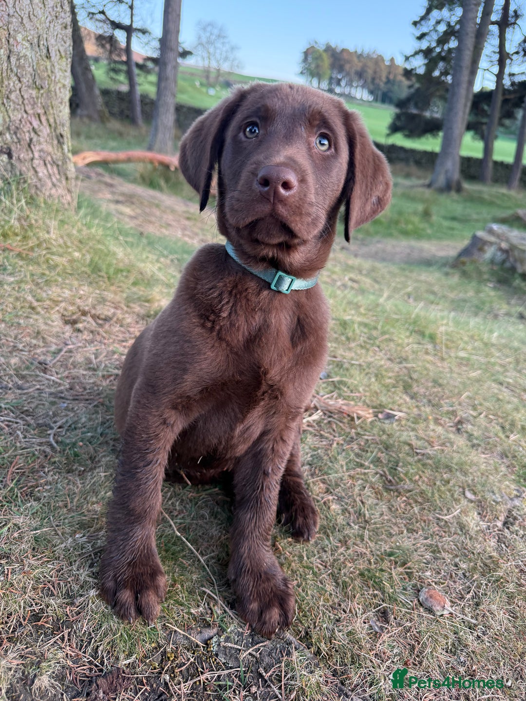 Labrador Retriever dogs for sale: Chocolate Lab 5 month Female - Image 2