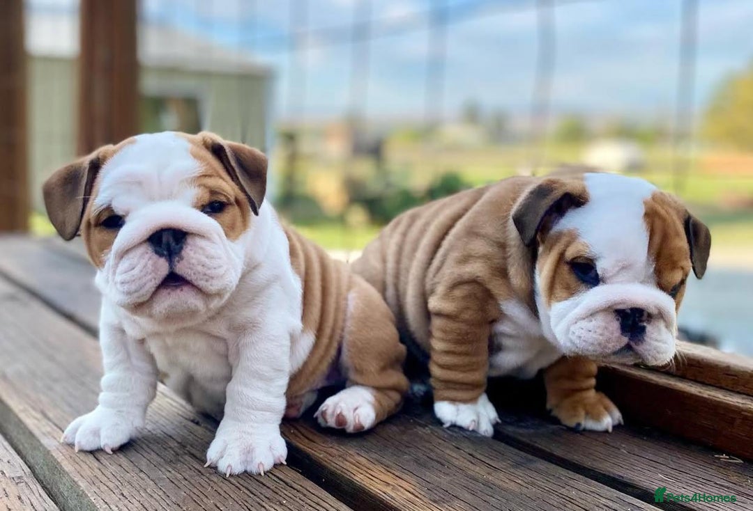 English Bulldog dogs for sale: Purebred English Bulldogs - Image 2