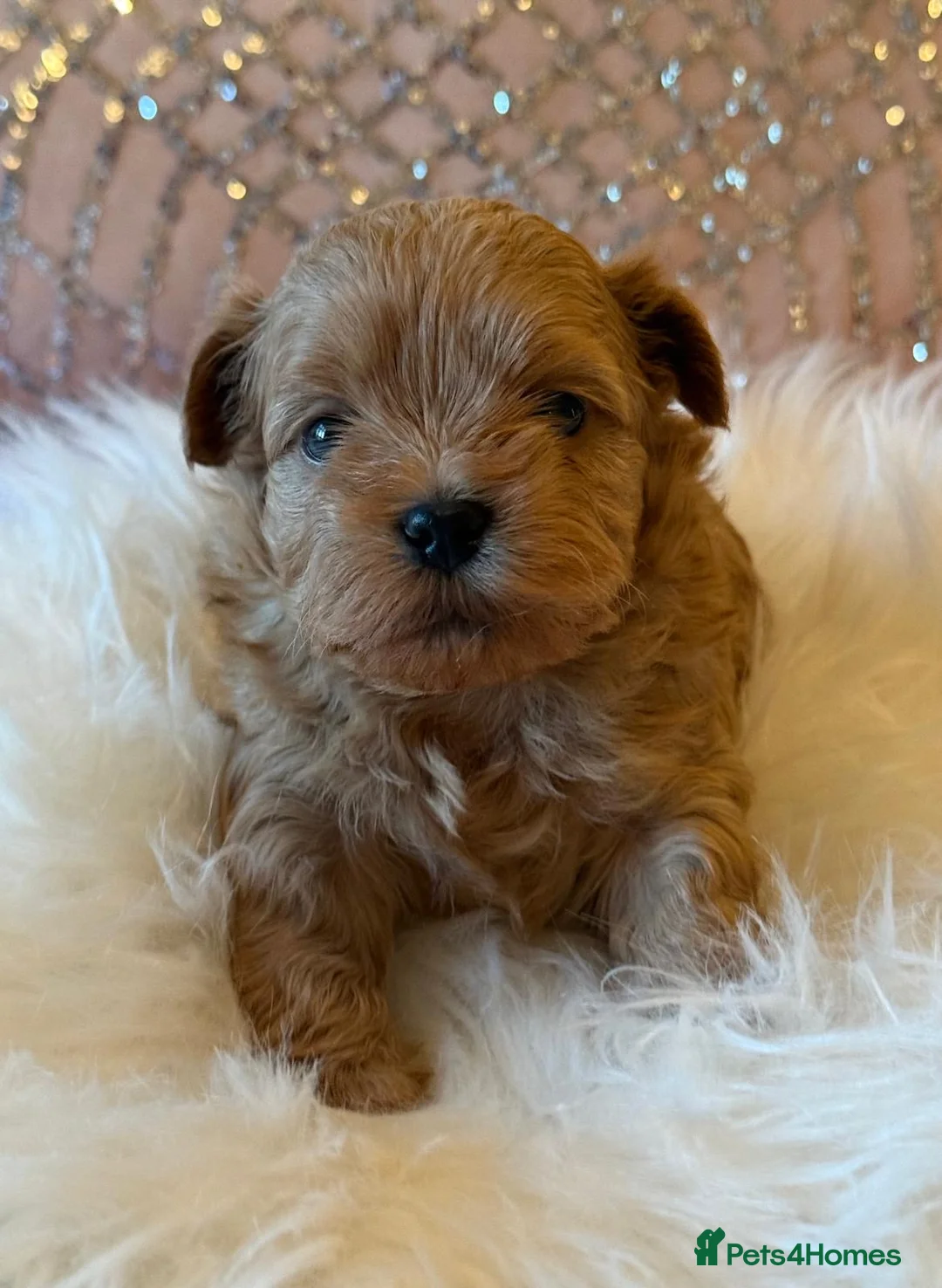 Shihpoo dogs for sale: Asian Shih Poo puppies in Westcliff-on-Sea - Advert 2
