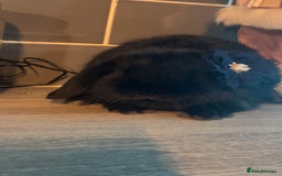 Mini Lop rabbits for sale: Litter of mini lops - Advert 6