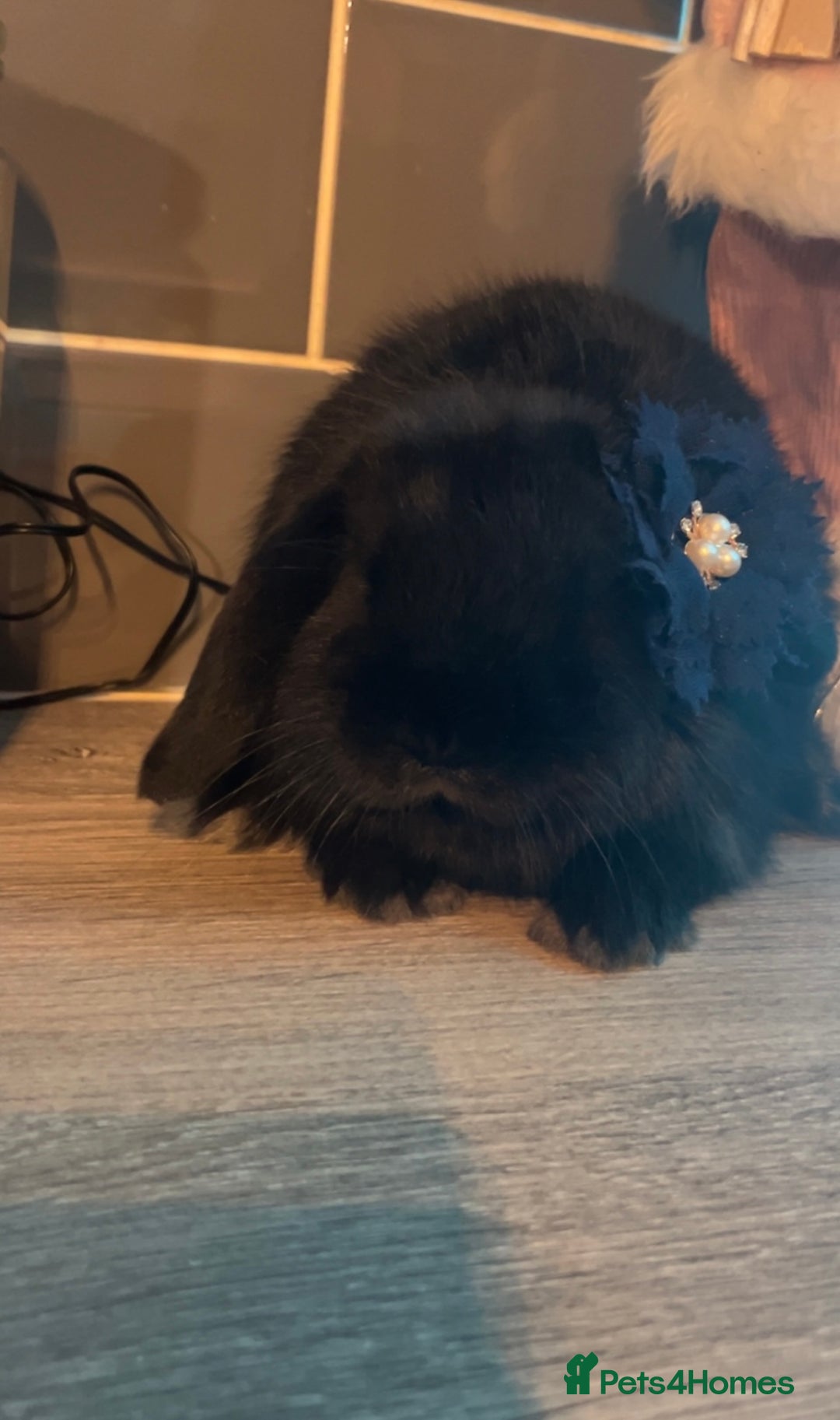 Mini Lop rabbits for sale: Litter of mini lops - Advert 6