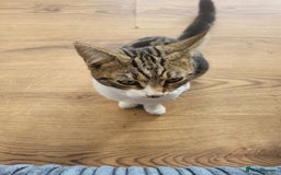British Shorthair cats for sale: kitten  - Image 3