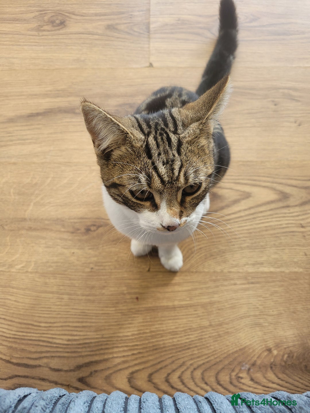 British Shorthair cats for sale: kitten  - Image 3