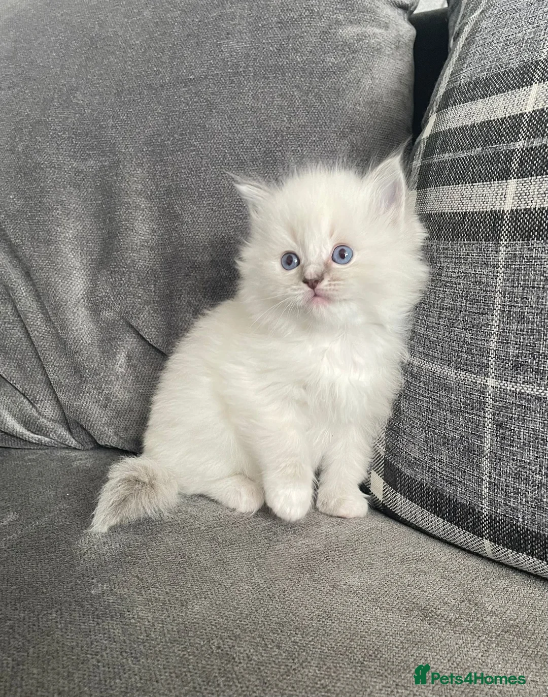 Ragdoll cats for stud: Gccf active large blue mitted ragdoll stud loki in Wakefield - Advert 13