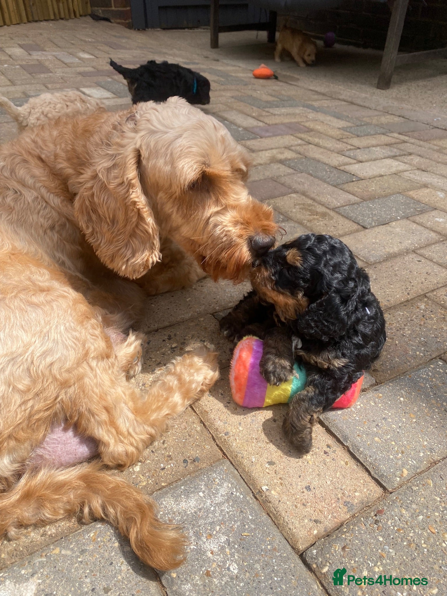 Cockapoo dogs F1b cockapoo 5 female 1 male - Advert 1