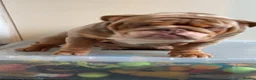 English Bulldog dogs for stud: !!STUD!!  - Advert 5