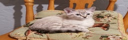 Australian Mist cats for sale: Abri  - Advert 3